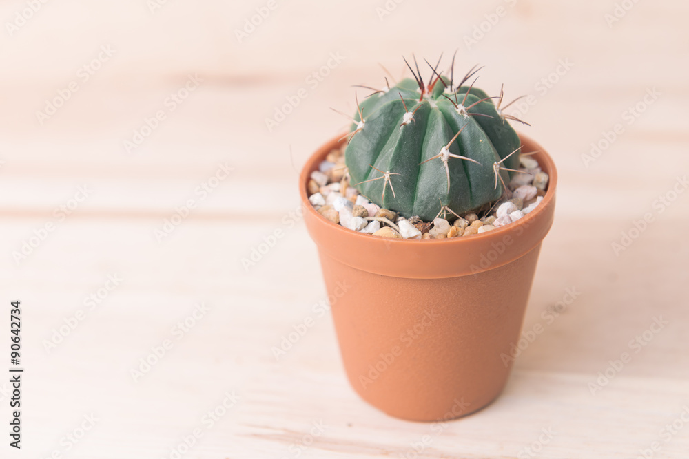 cactus in pot on woody background. vintage style processed.