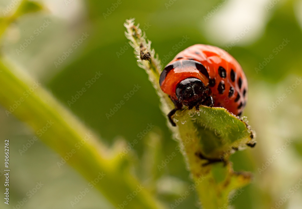 Colorado beetle macro