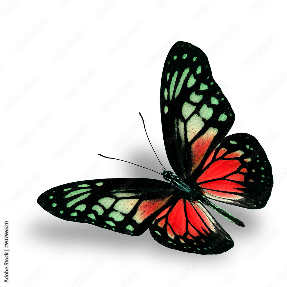 Beautiful Flying Red Butterfly on white background with soft sha