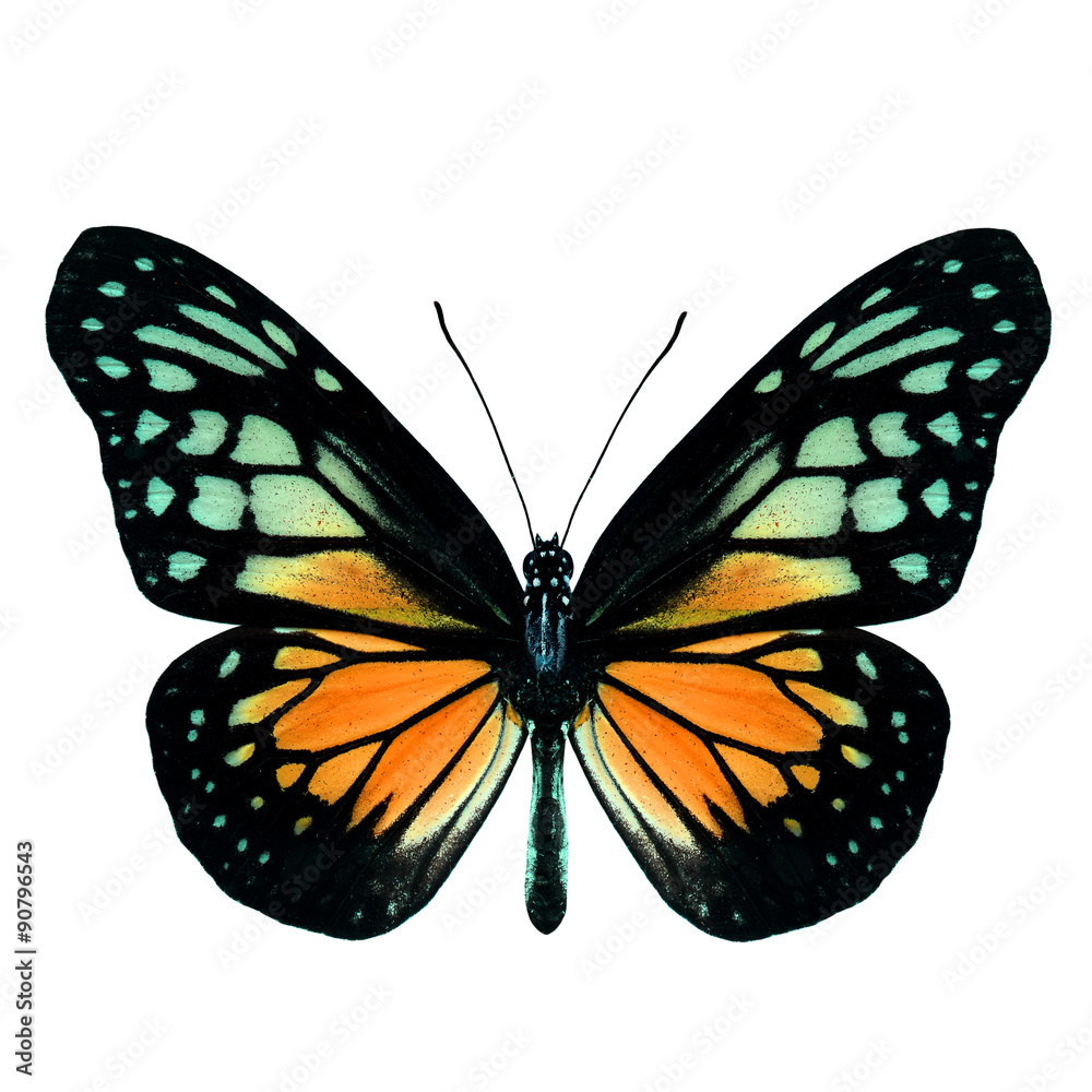 Beautiful orange butterfly isolated on white background, beautif