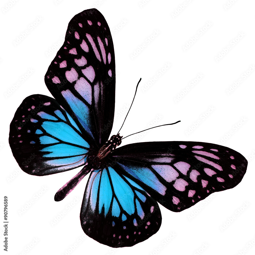 Exotic of Light Blue Butterfly  in fancy color profile isolated