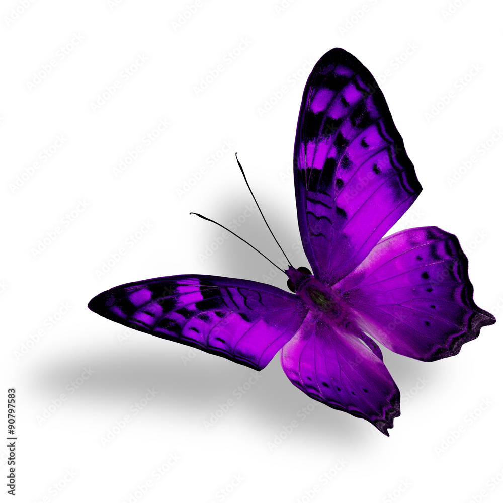 Beautiful flying purple butterfly, The Vagrant Butterfly stretch