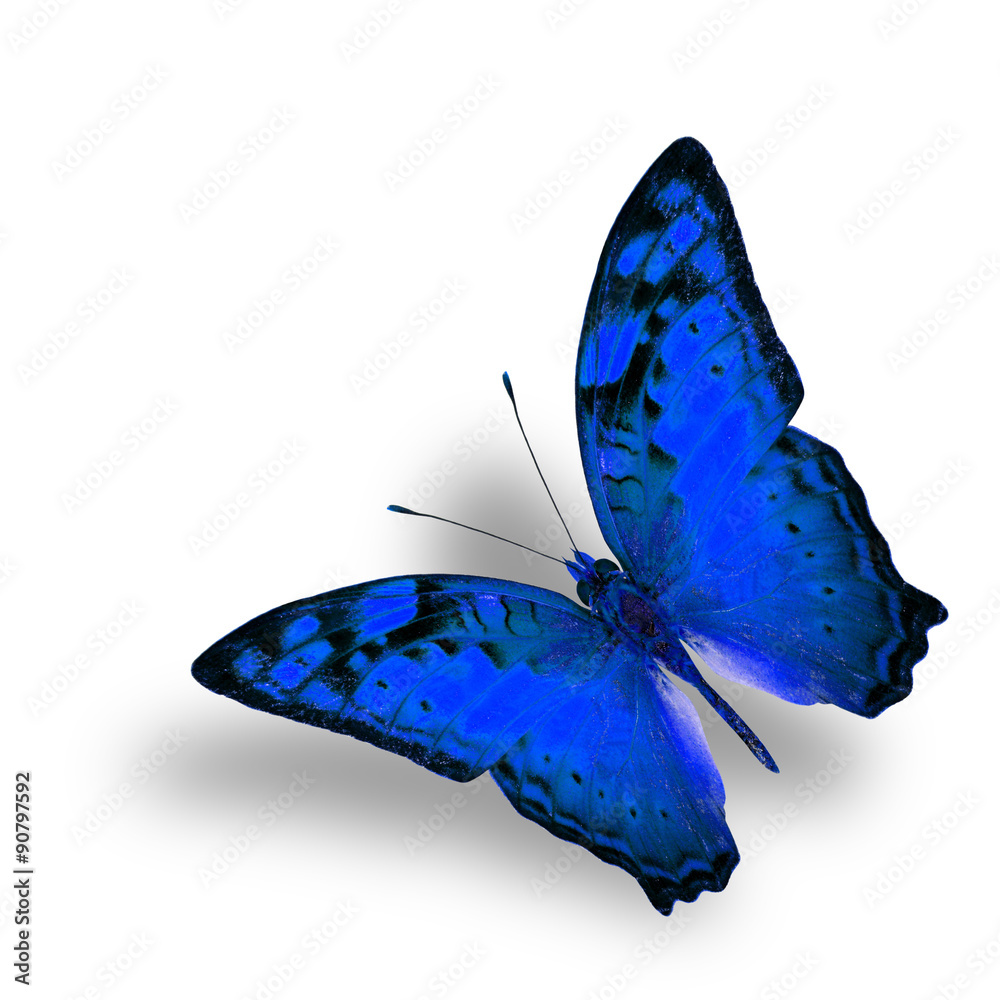 Beautiful Flying Vagrant Butterfly in fancy blue color profile o