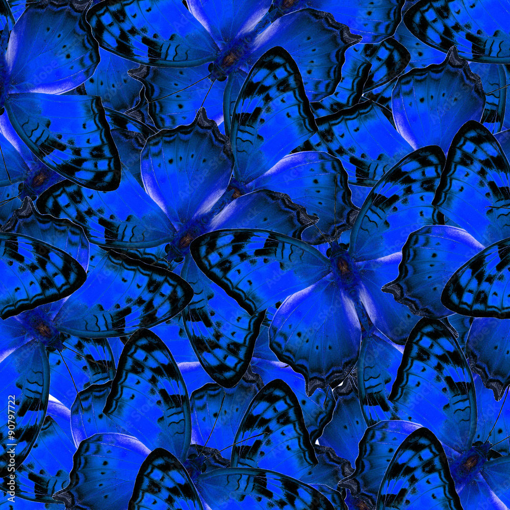 Blue background made of Vagrant Butterflies in exotic and beauti