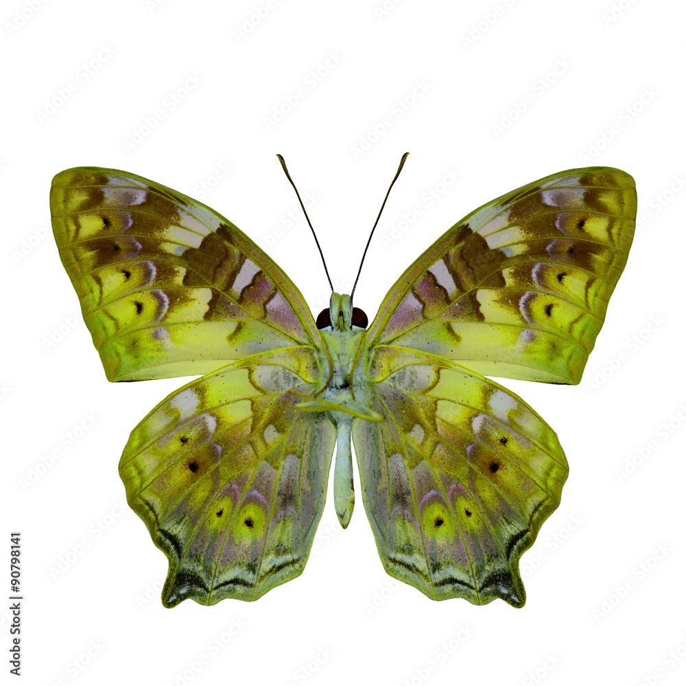 The beautiful yellow butterfly in fancy color profile isolated o