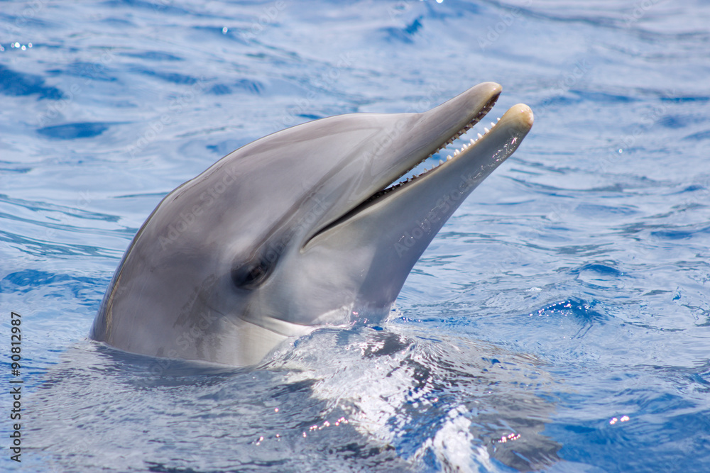 delfin, delphin, dolphin, dauphin, delfín, delfino, golfinho, großer tümmler, tursiops truncatus