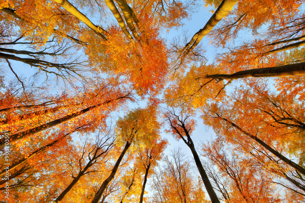 Beautiful trees set against the blue sky