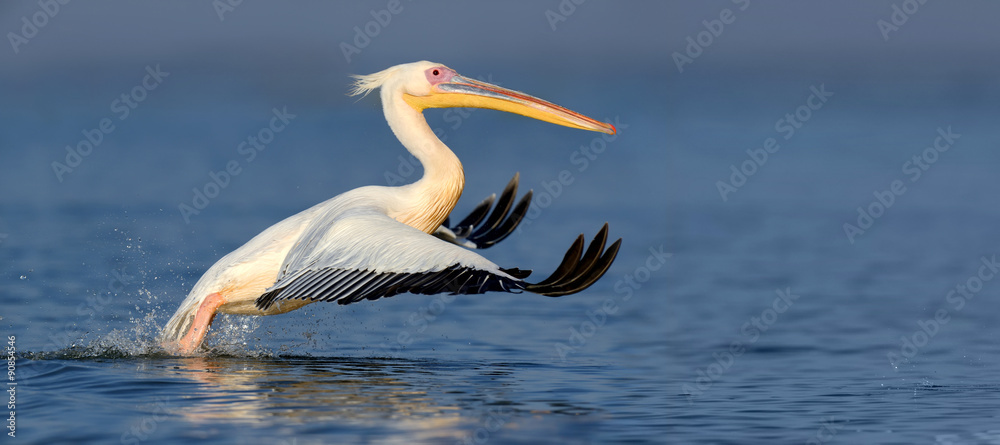 Great white pelican