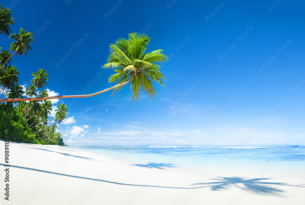 Scenic White Sand Beach Summer Tree Concept