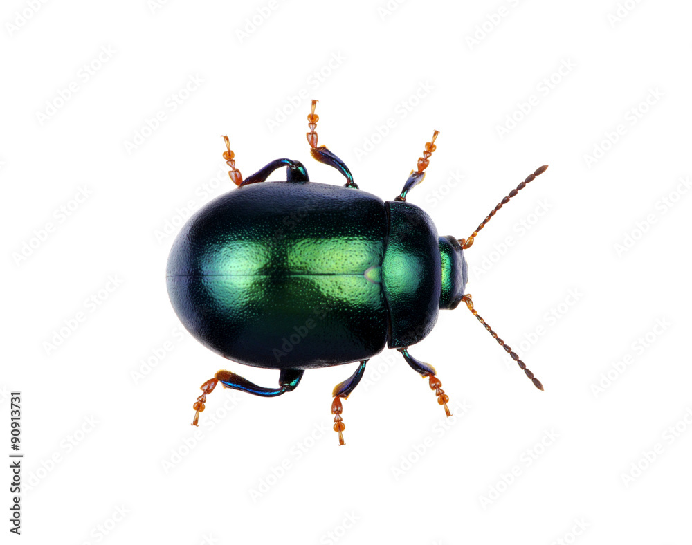 Green beetle