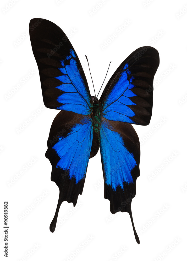 Blue butterfly