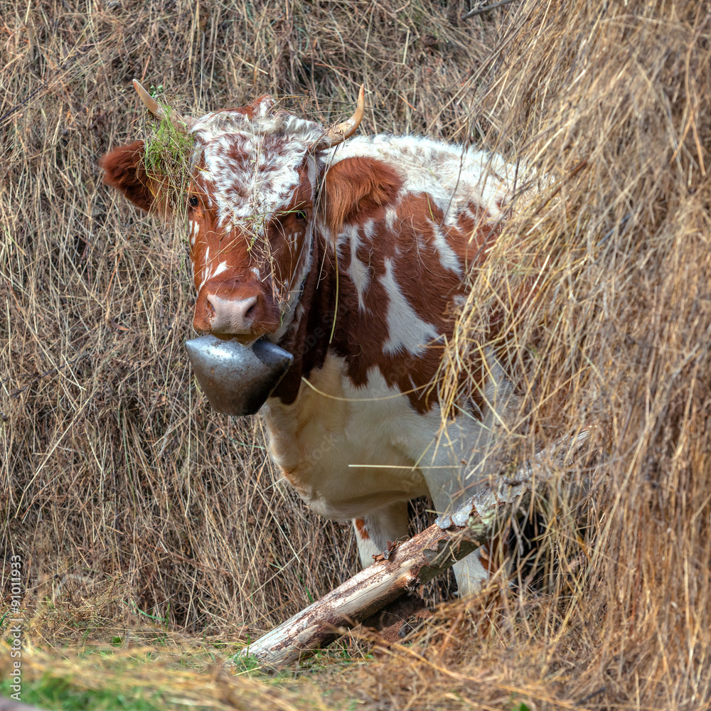 cow