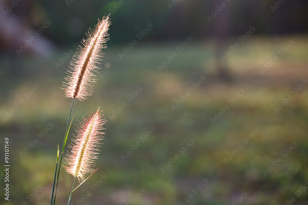 Foxtails grass under sunshine ,close-up selective focus