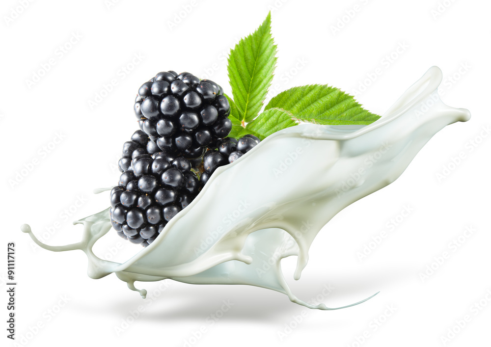 Blackberry is falling into milk. Splash isolated on white backgr