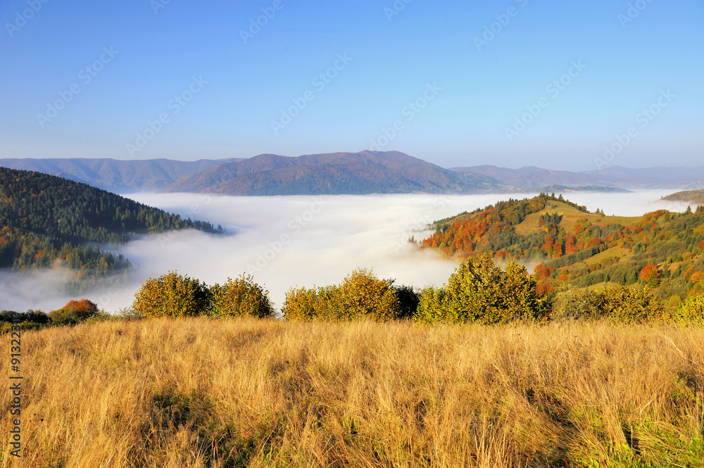 Forest on the mountain slope