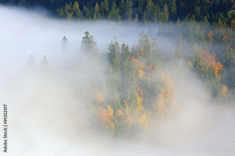 Forest on the mountain slope