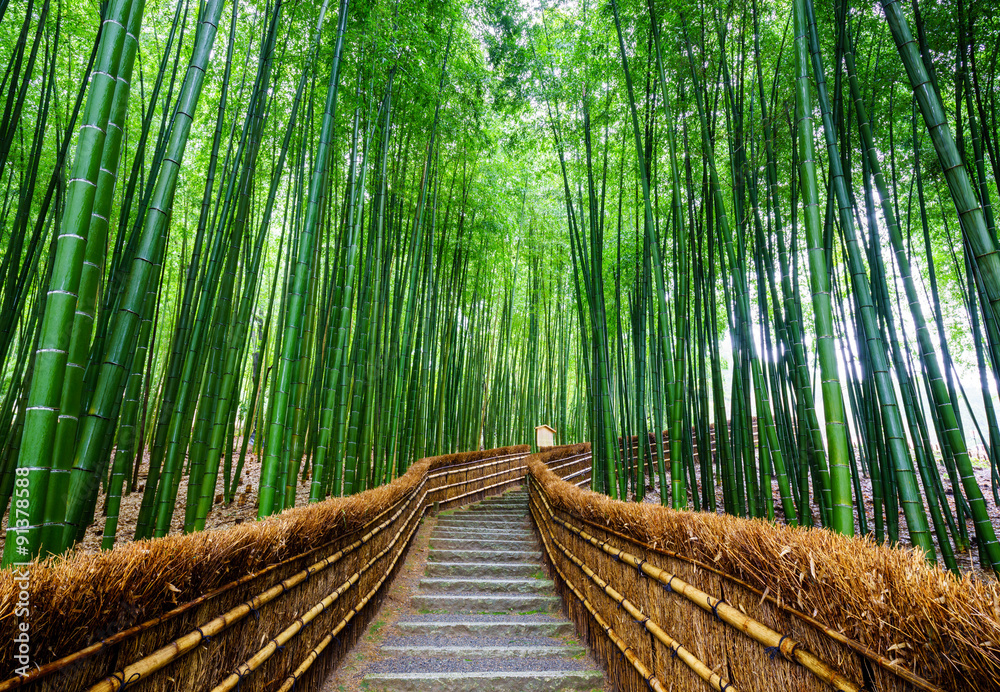 通往竹林的小路，荒山，京都，日本