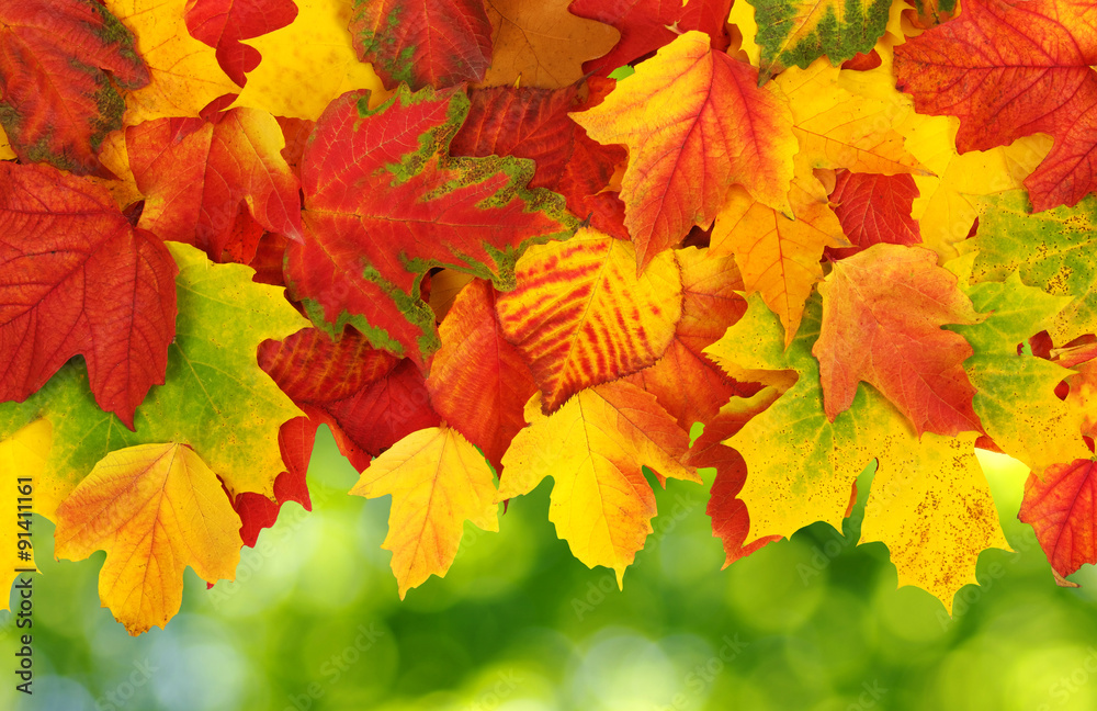 autumn leaves background