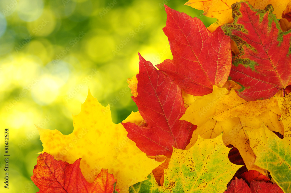 autumn leaves background