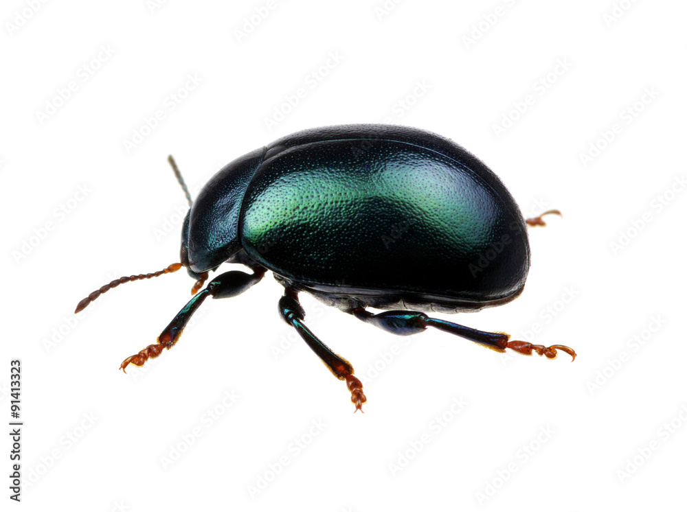 Green beetle