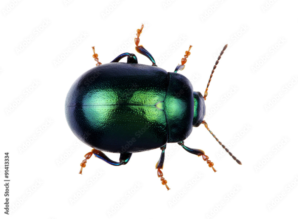 Green beetle