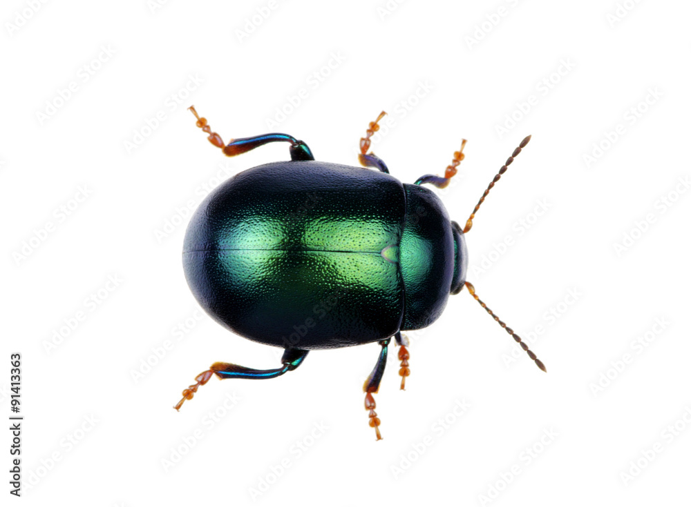 Green beetle