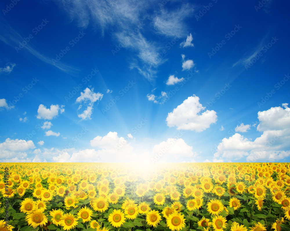  sunflowers and sun