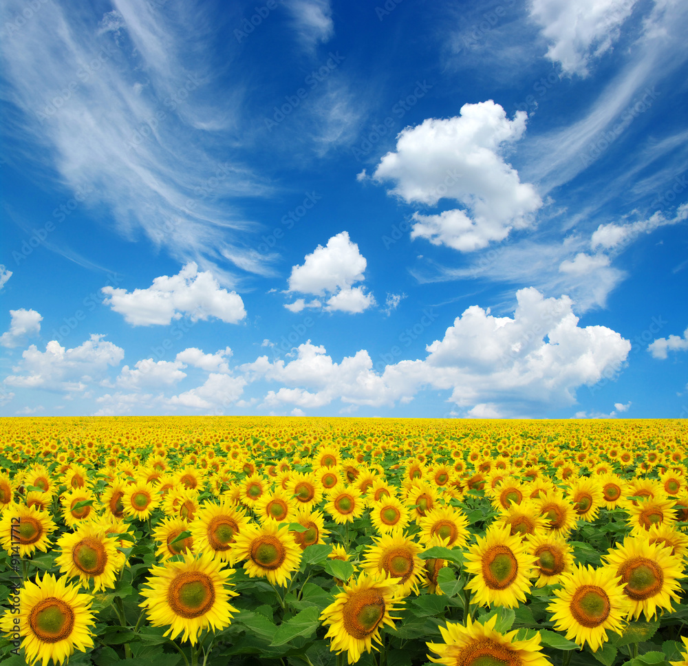 sunflowers field