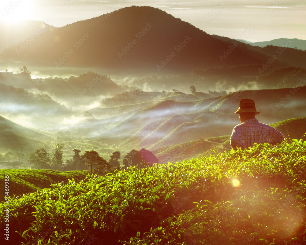 茶树收获山园丁概念