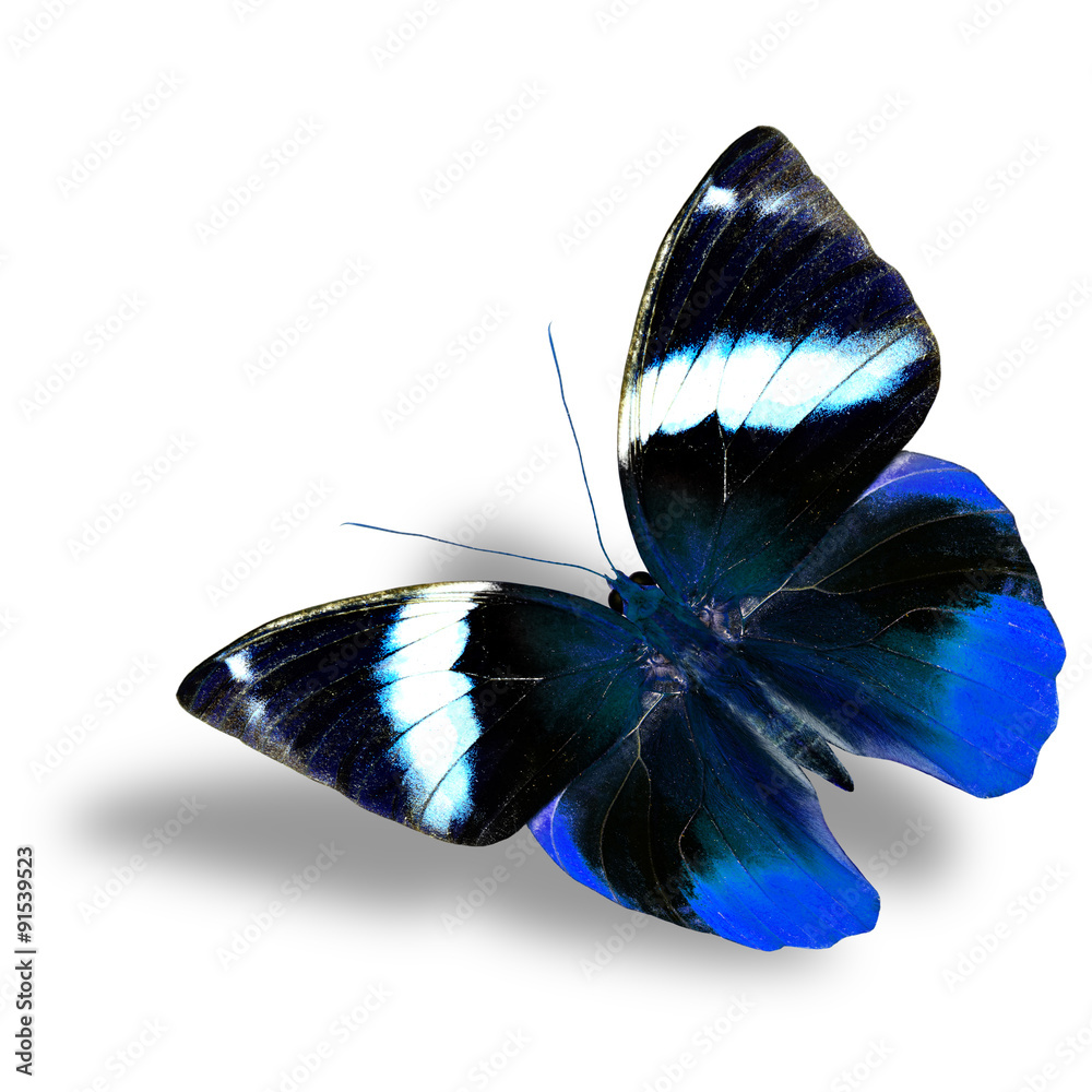 The beautiful flying blue butterfly on white background with nic