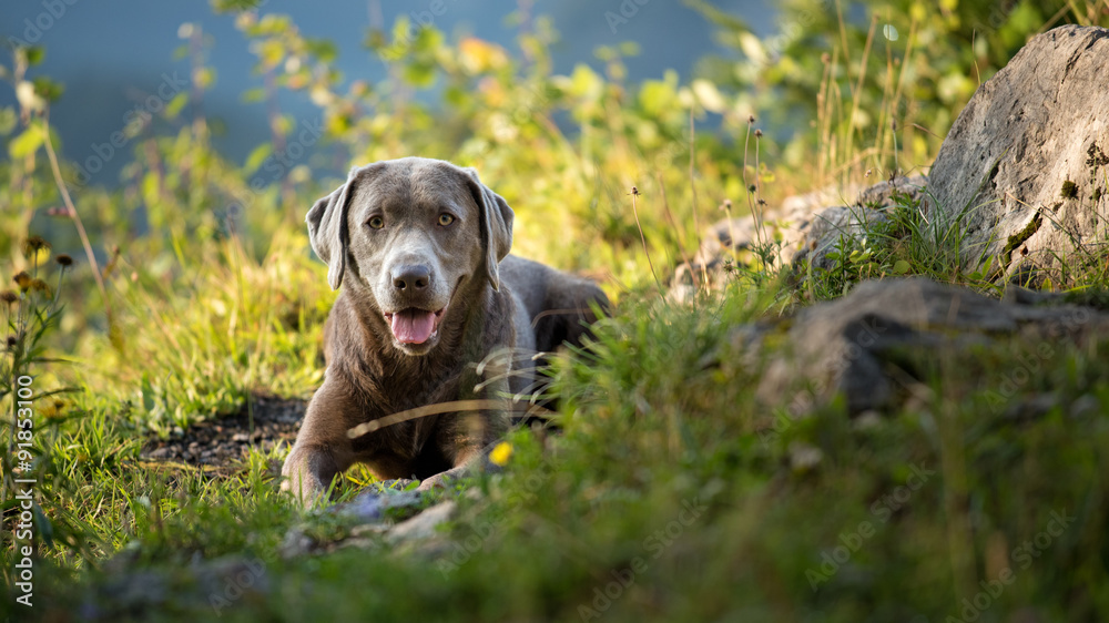 Hund beim Wandern