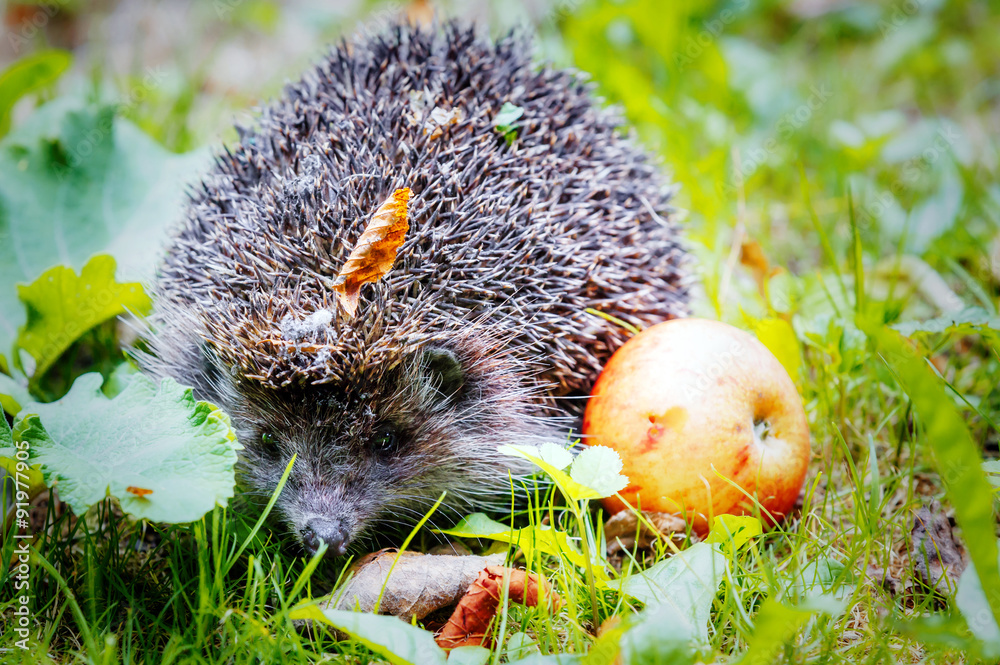 Igel und Apfel