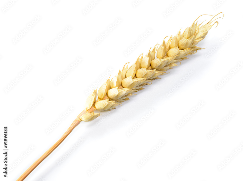 Wheat grain isolated