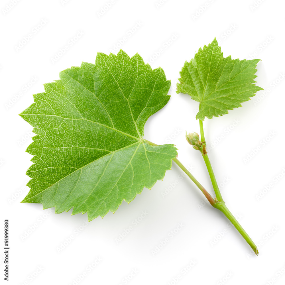 Fresh grape branch with leaves isolated on white