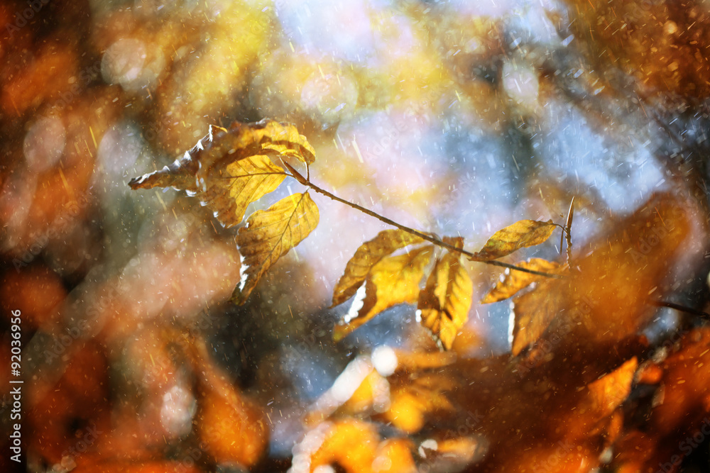 Magical rainy autumn beech tree branch with colorful autumn leaves at sunny light. Rainy and sunny a