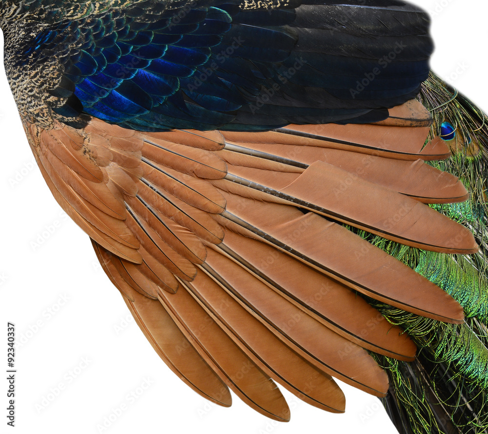 Brown bird wing feathers opening in fully extended