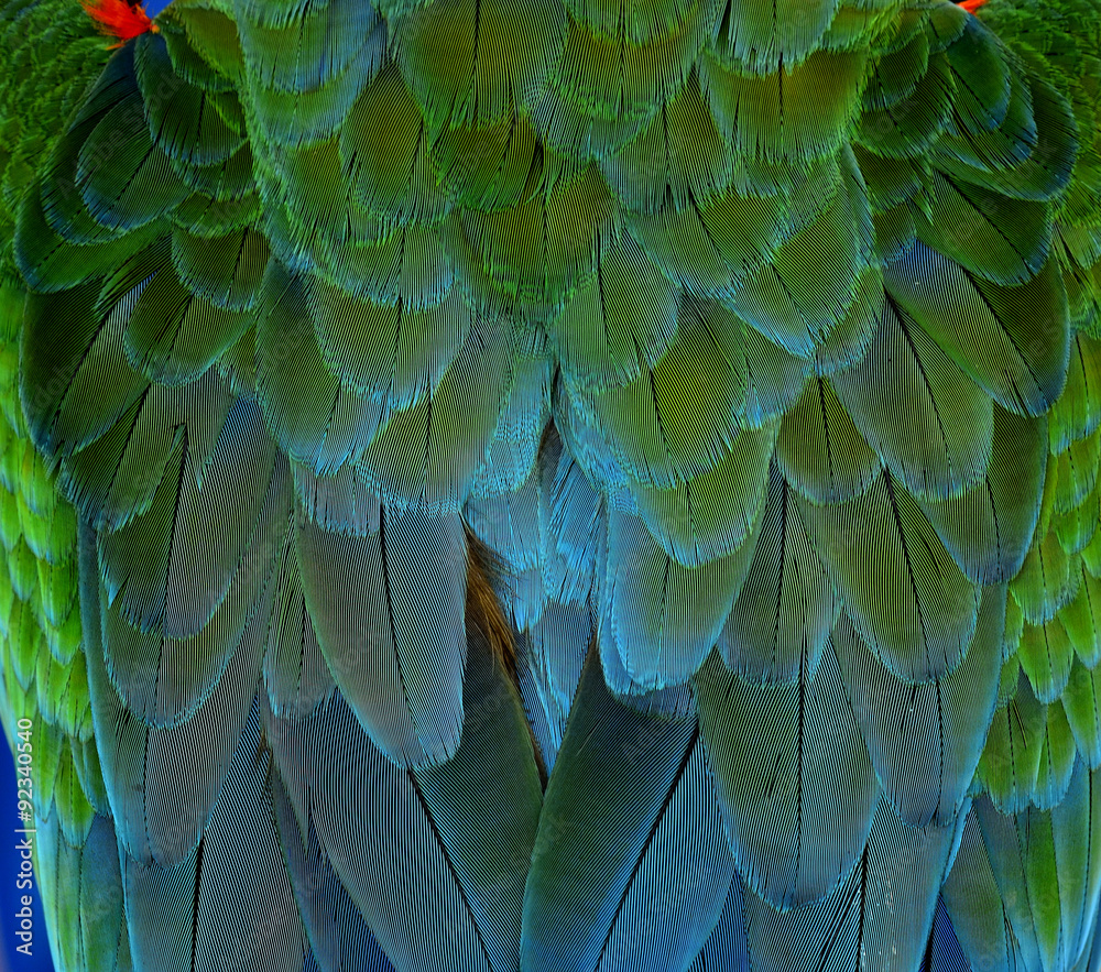 Green and blue bird feathers in close up details