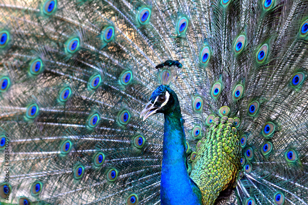 Indian Peakcok bird showing its great feathers