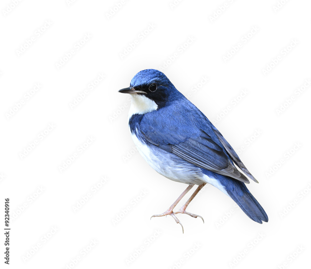 Siberian blue robin,the  Beutiful blue and white bird isolated o