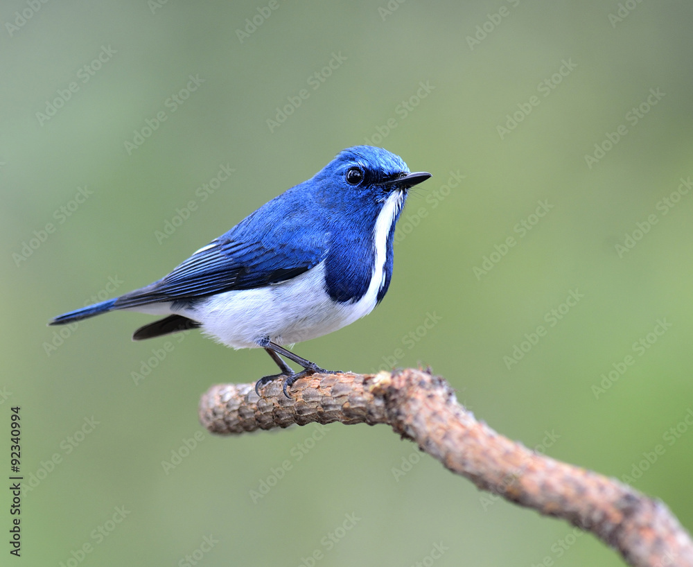 Ultramarine flycatcher, beautiful blue bird, posing on the branc