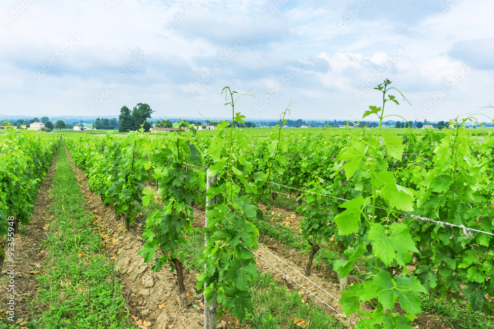 vineyard in a countryside