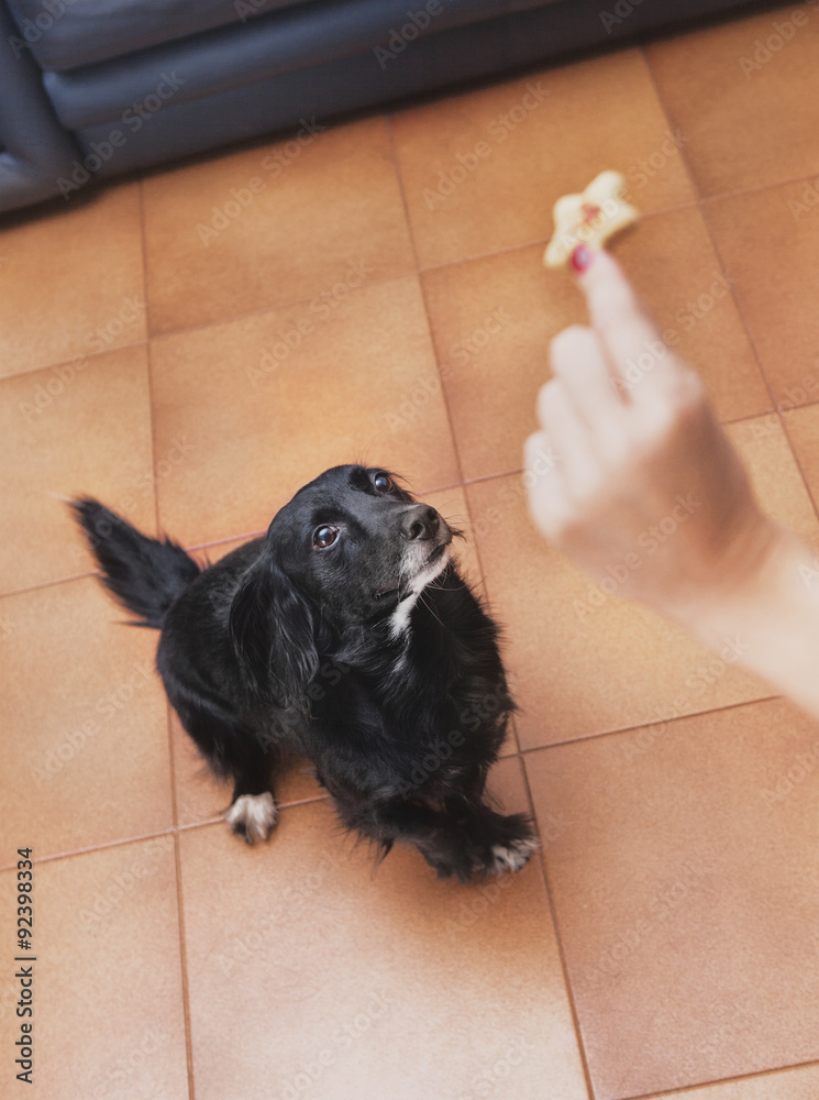 Cane nero premio biscotto croccchetta