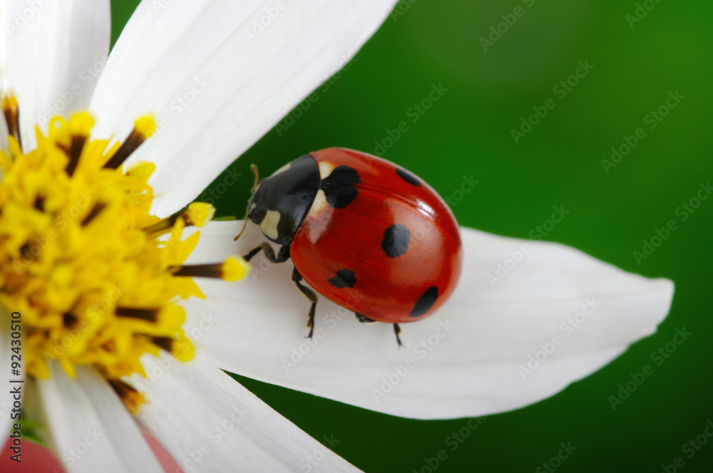 Ladybug