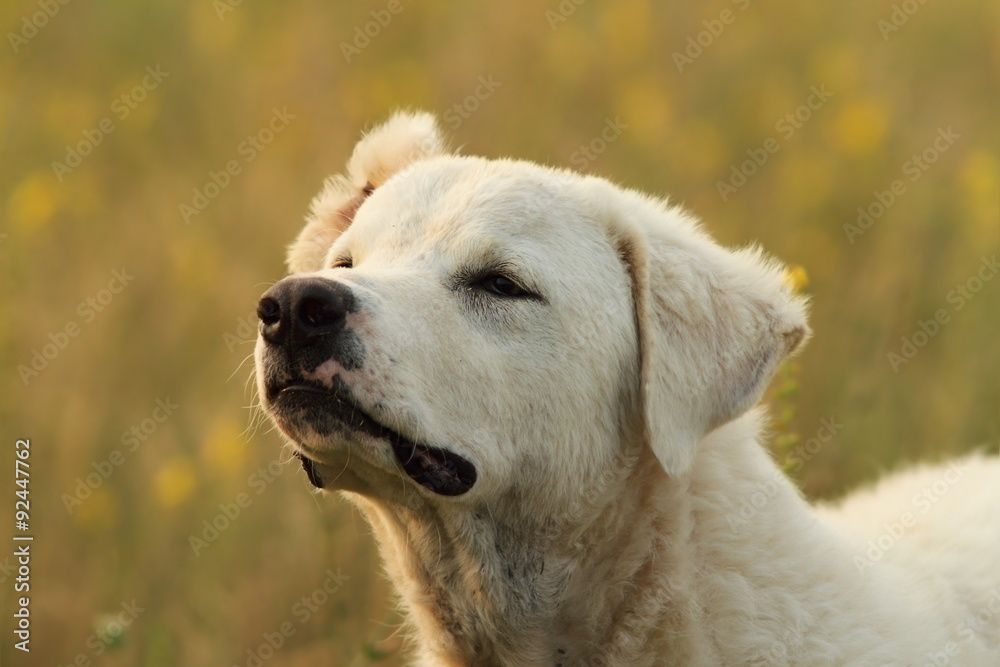 白色罗马尼亚牧羊犬肖像