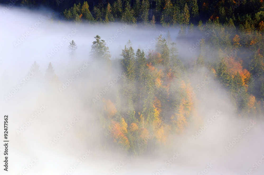 Forest on the mountain slope