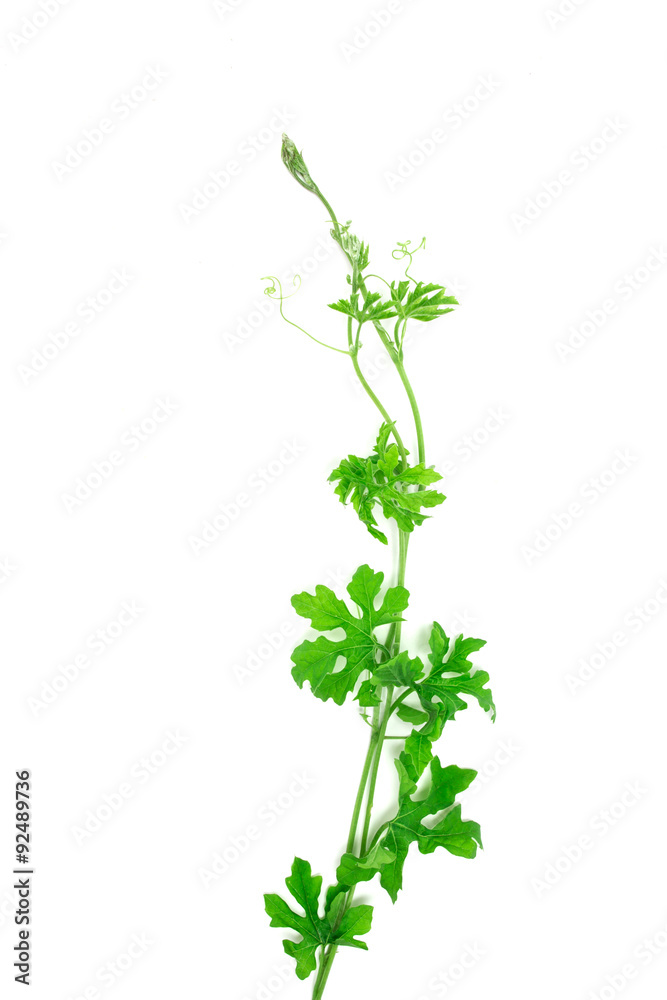 green creeping plant on white background