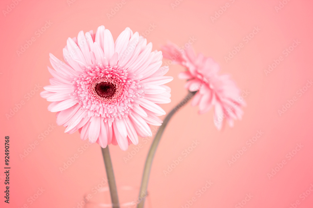 sweet pink  Gerbera flower, romantic moment