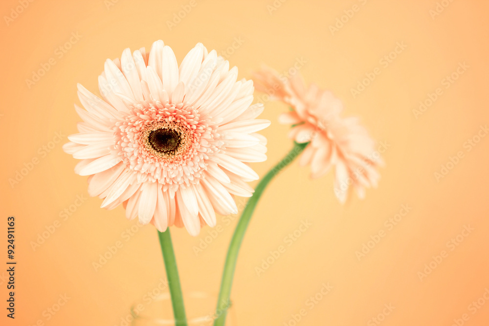 sweet orange  Gerbera flower, romantic and fresh summer moment