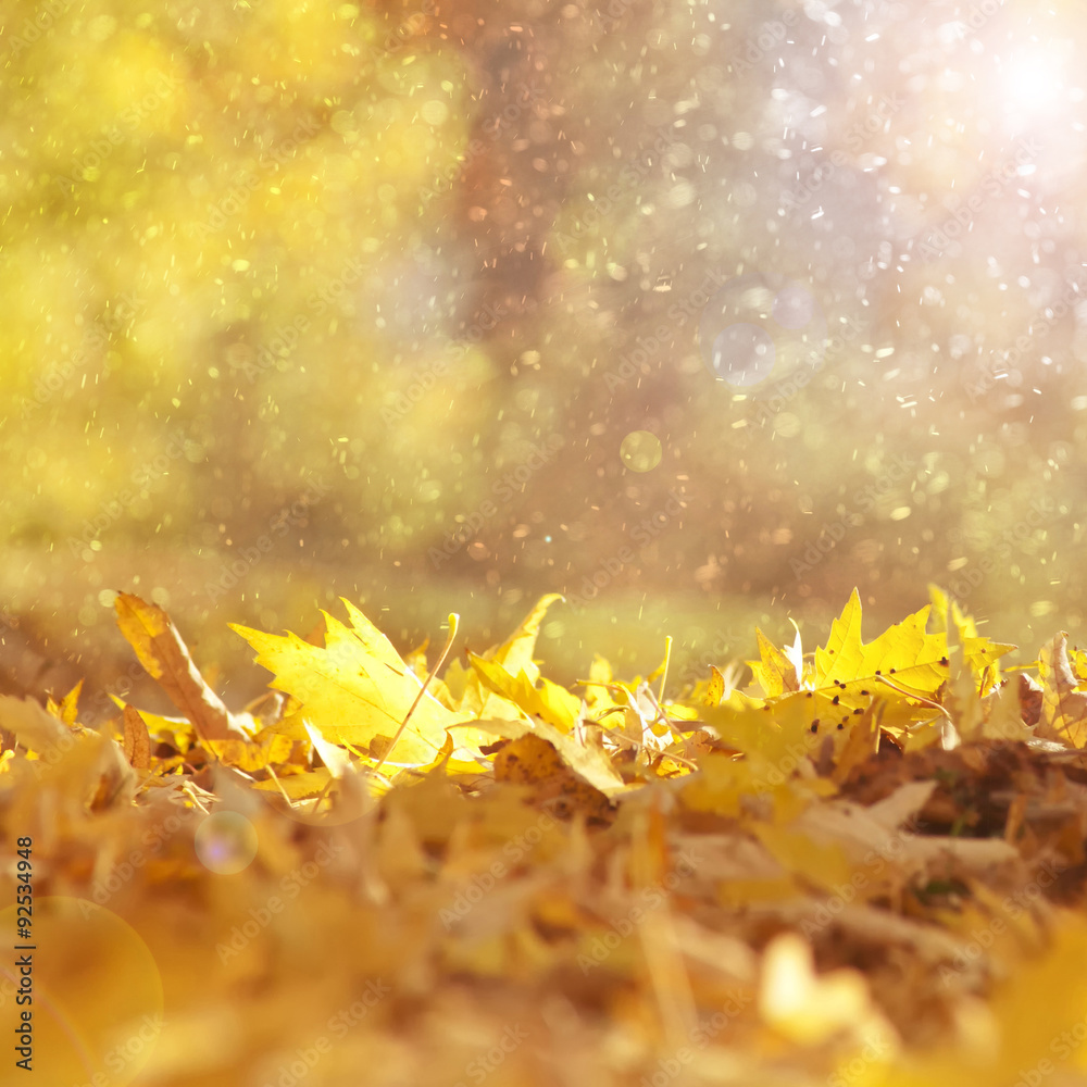 Beautiful sunny and rainy yellow color autumn season leaves with sunlight flare background. Magical 