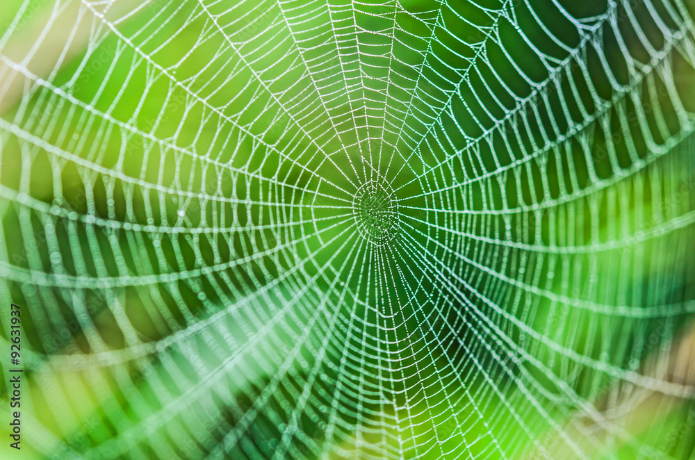 Spider web with water drops